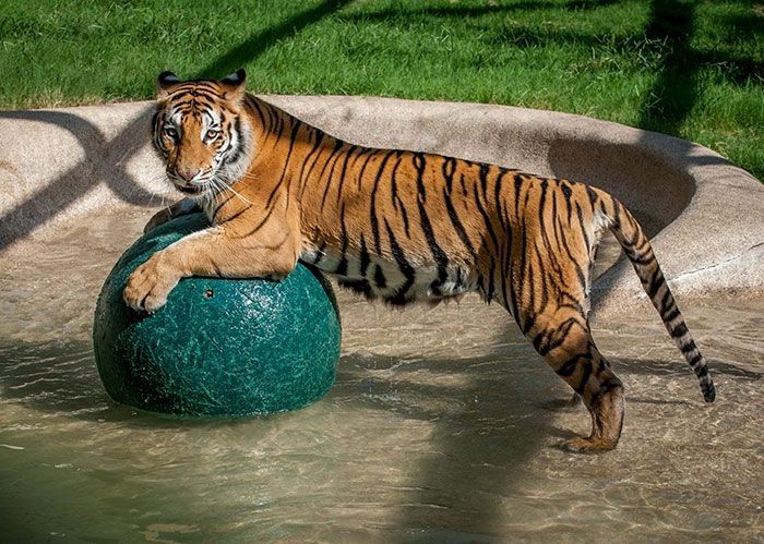 Harimau Sakit Ini Beratnya Hanya 1/4 dari Berat Normal, Setelah Diselamatkan, Ia Pulih dengan Luar Biasa!