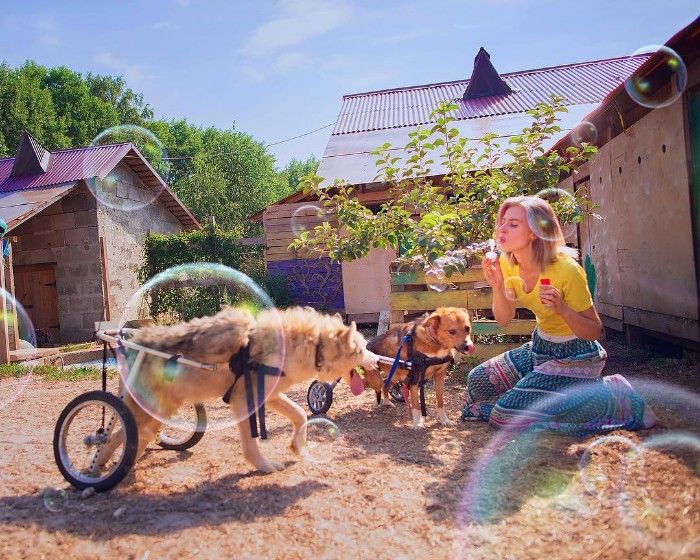 Sudahi Karier Cemerlang sebagai Fotografer, Wanita Ini Kini Pilih Hidup di Hutan dan Rawat 100 Anjing