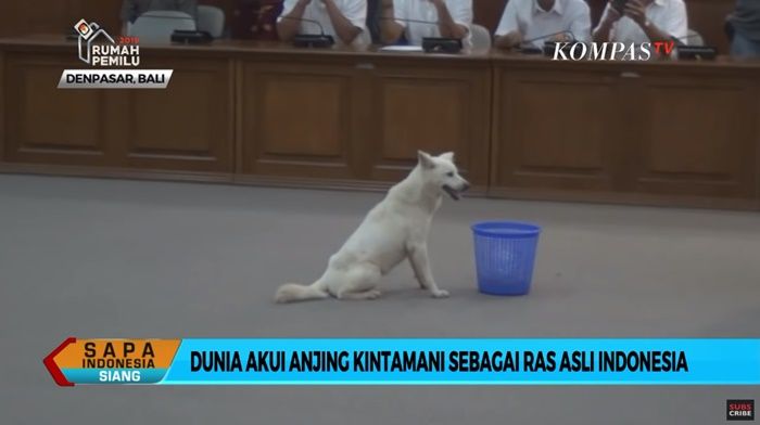 Anjing Kintamani Bali Diakui Dunia Sebagai Anjing Ras Asli