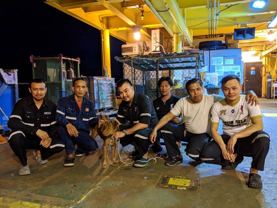 Kelelahan di Lautan yang Jauhnya 130 Mil dari Pantai, Anjing Malang Ini Akhirnya Diselamatkan Pekerja Pengeboran Minyak