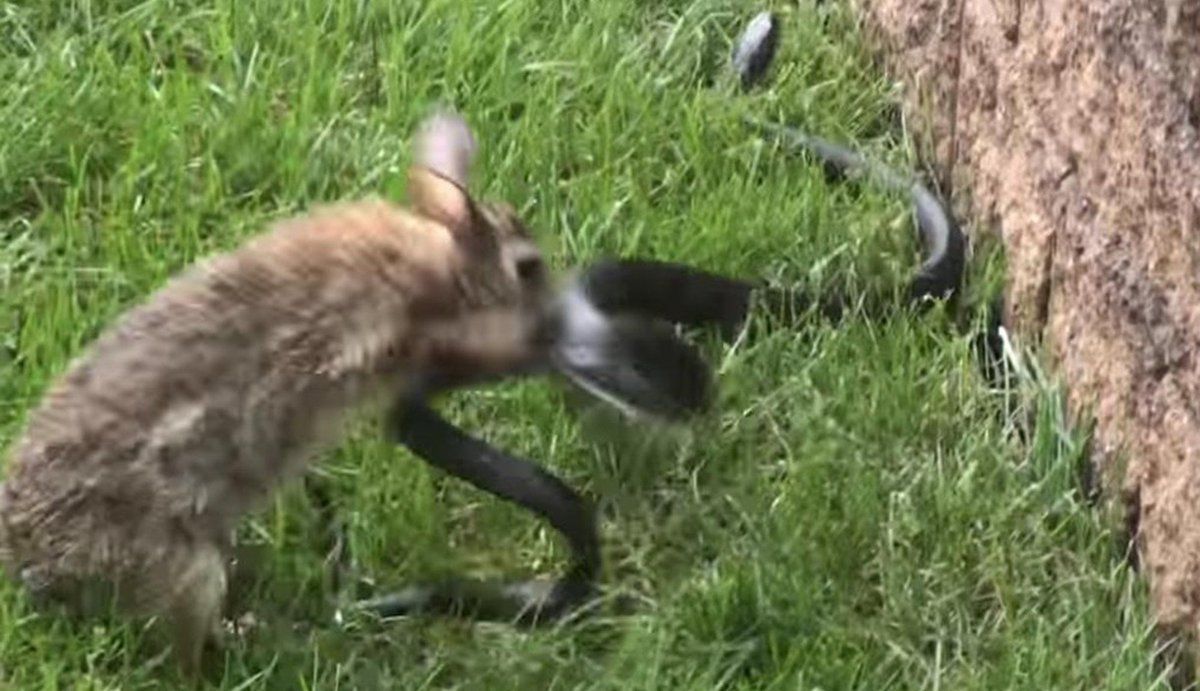 Video Induk Kelinci Ngamuk dan Serang Ular Hitam, Tak Terima Anaknya Dimangsa