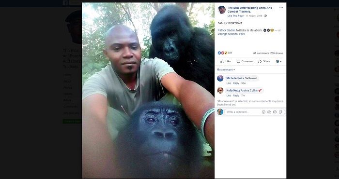 Dua gorila ikut selfie dengan petugas