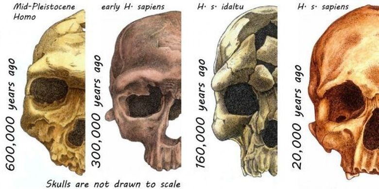Evolusi wajah manusia