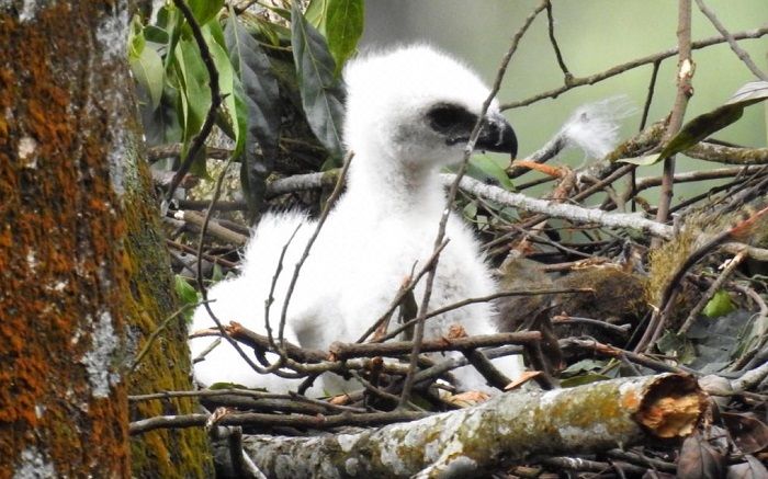 Kabar Gembira Ditemukan Anak Elang Jawa Di Taman Nasional Gunung