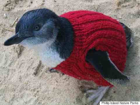 Sweater yang dipakai oleh penguin kecil