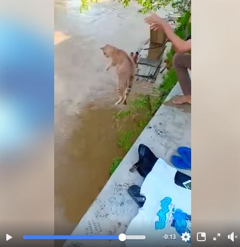 Tangkap layar facebook: Para pemuda hampir sembelih kucing kemudian lempar ke sungai