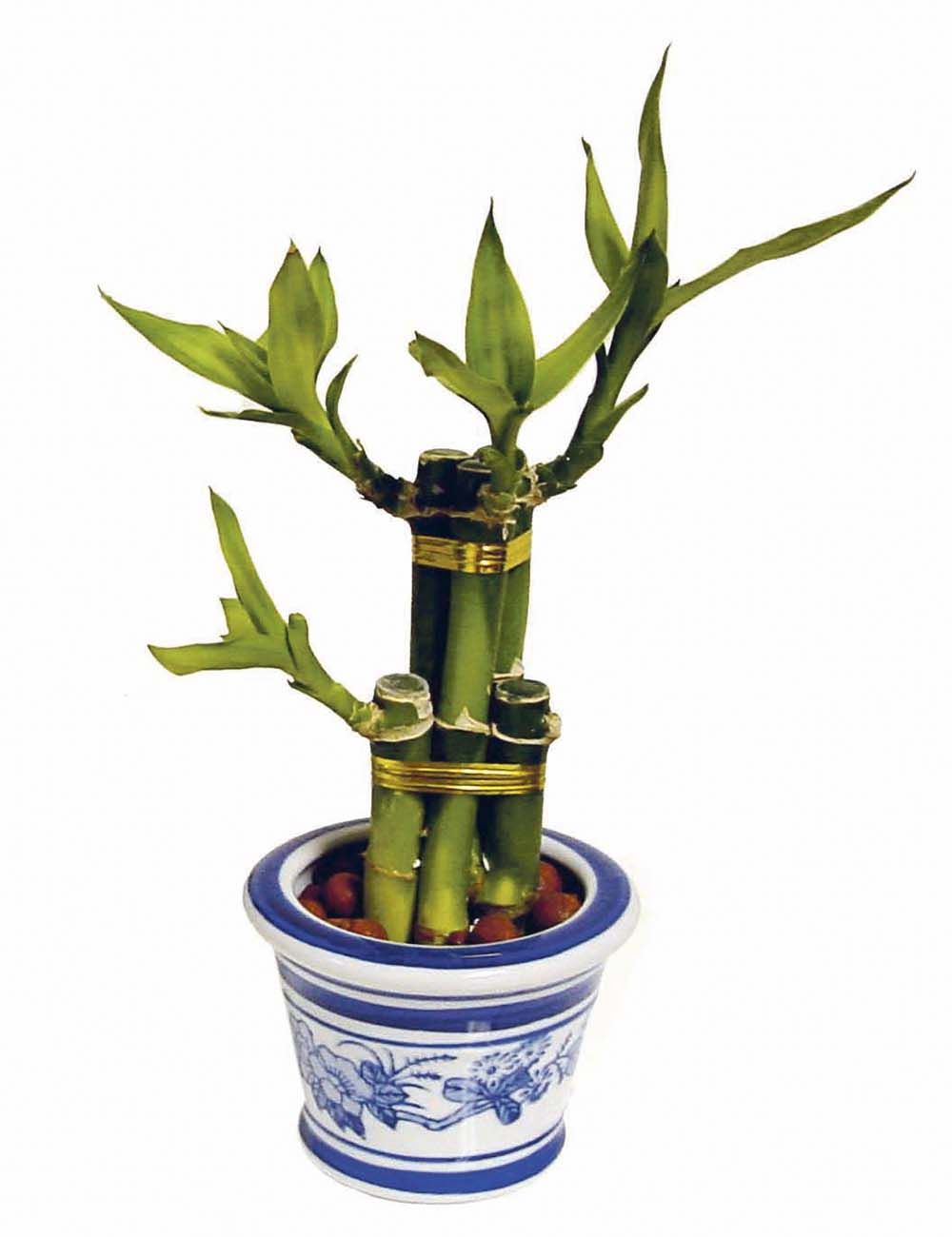 Bambu rejeki (Dracaena sanderiana)
