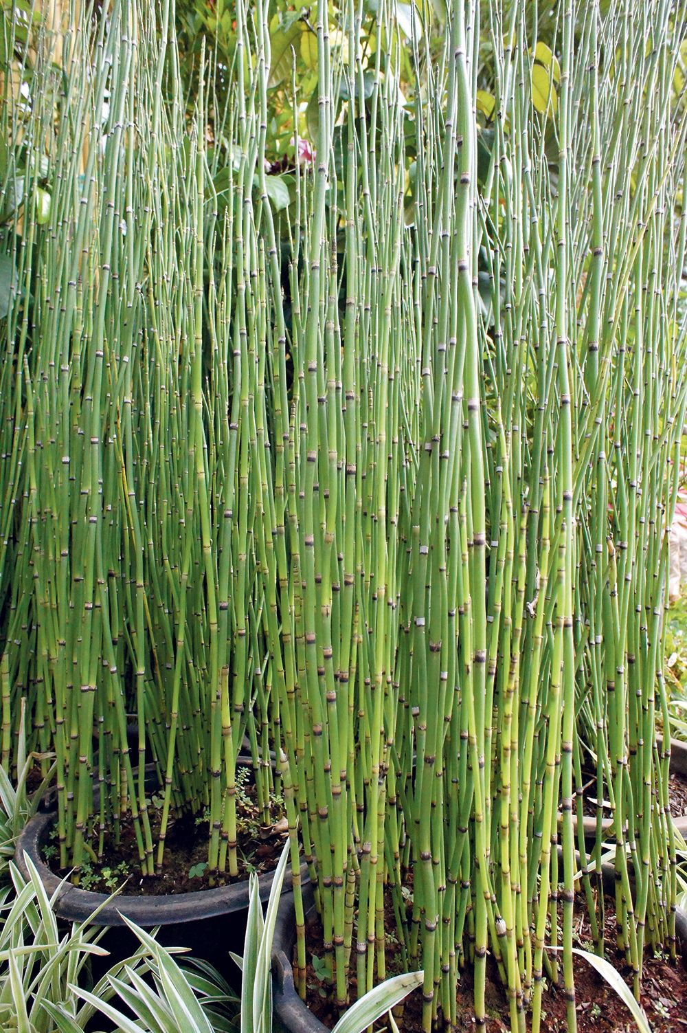 Bambu air (Equisetum hyemale)