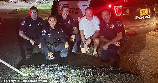 Polisi Florida menangkap buaya dengan panjang 2,7 meter dengan umpan aya, 