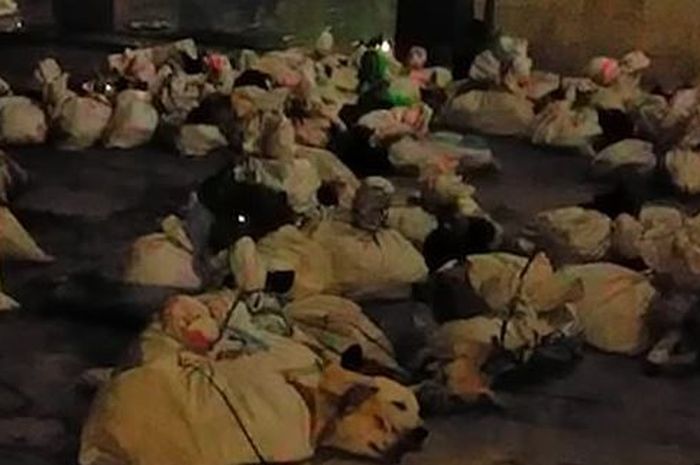 Puluhan ribu anjing yang disiksa di Solo, Jawa Tengah