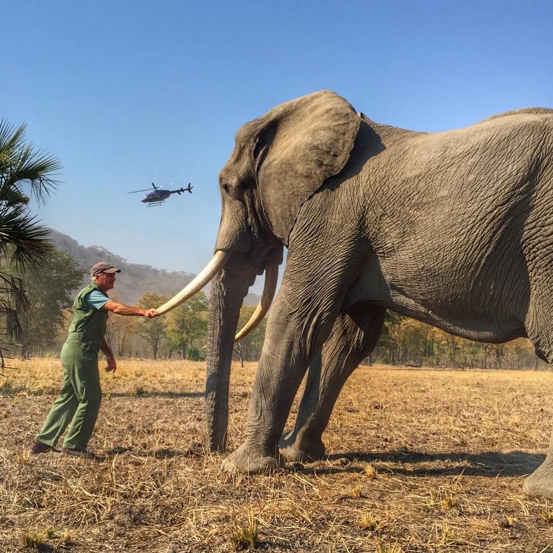 Foto gajah yang diunggah pangeran Harry di Instagram.