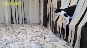 Dihadiahi Ruangan Dipenuhi Tisu Toilet, Video Tingkah Lucu Kucing Ini Jadi Viral!
