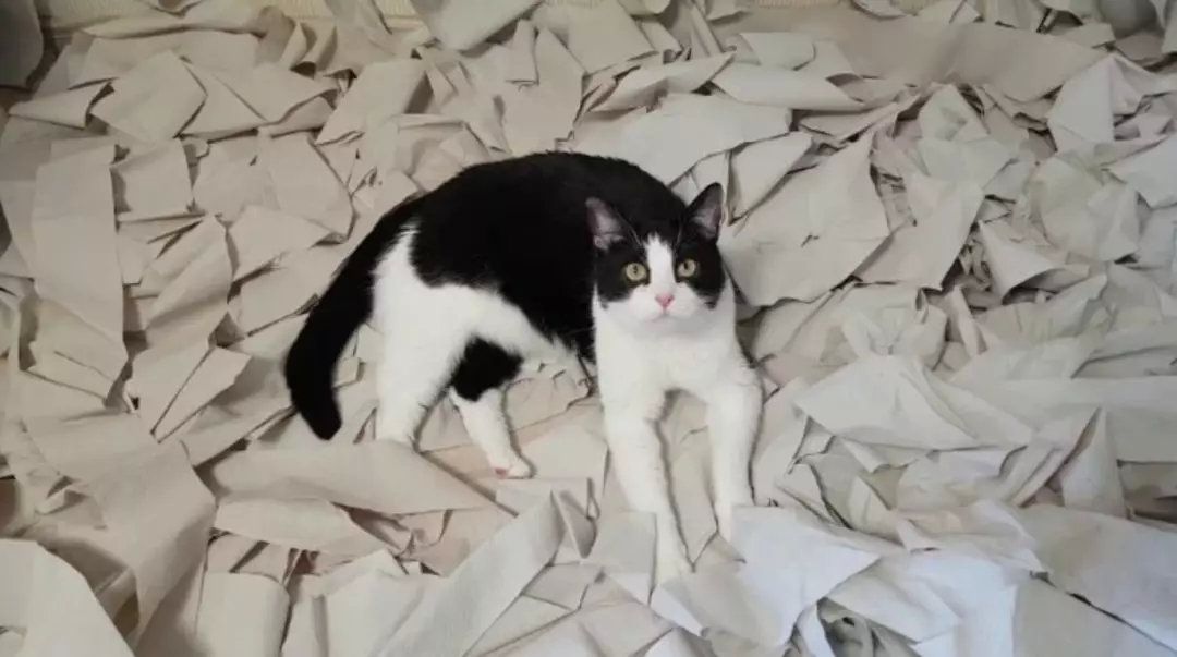 Dihadiahi Ruangan Dipenuhi Tisu Toilet, Video Tingkah Lucu Kucing Ini Jadi Viral!