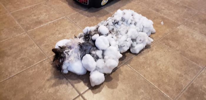 Ditemukan Beku dan Penuh Salju, Kucing Ini Akhirnya Pulih Secara Ajaib