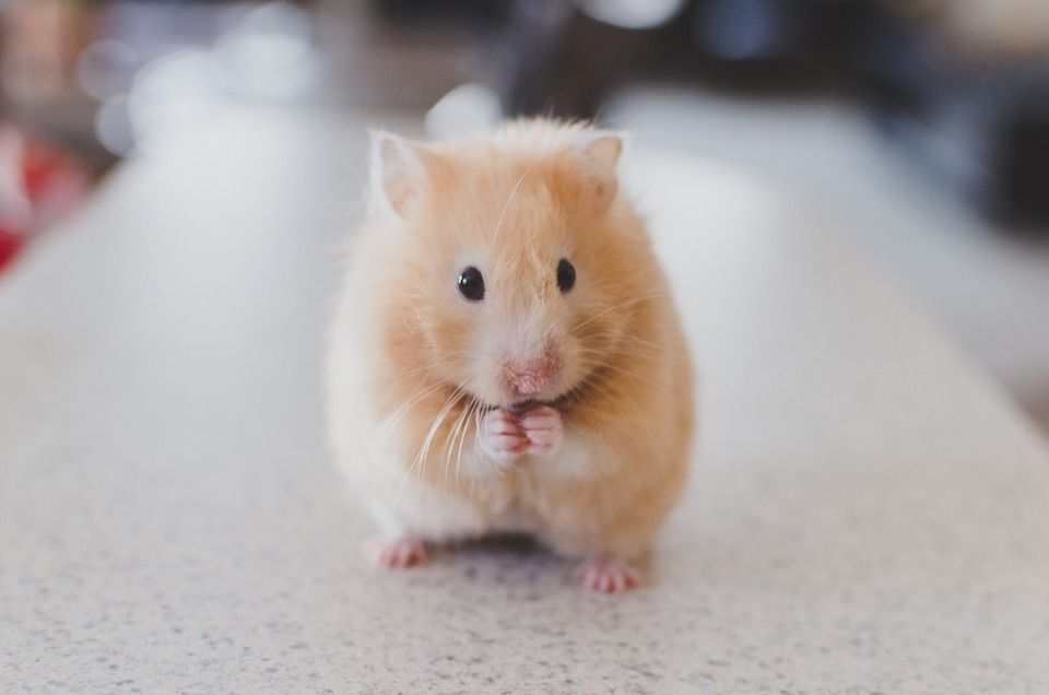 Mengapa Hamster Bisa Menyimpan Banyak Makanan Di Pipinya Akubacaakutahu Semua Halaman Bobo Mengapa Hamster Bisa Menyimpan Banyak Makanan Di Pipinya Akubacaakutahu Semua Halaman Bobo