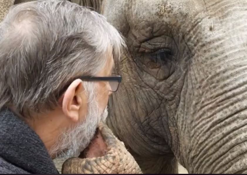 Adams bertemu dengan gajah Kristy di kebun binatang Neunkircher, Jerman.
