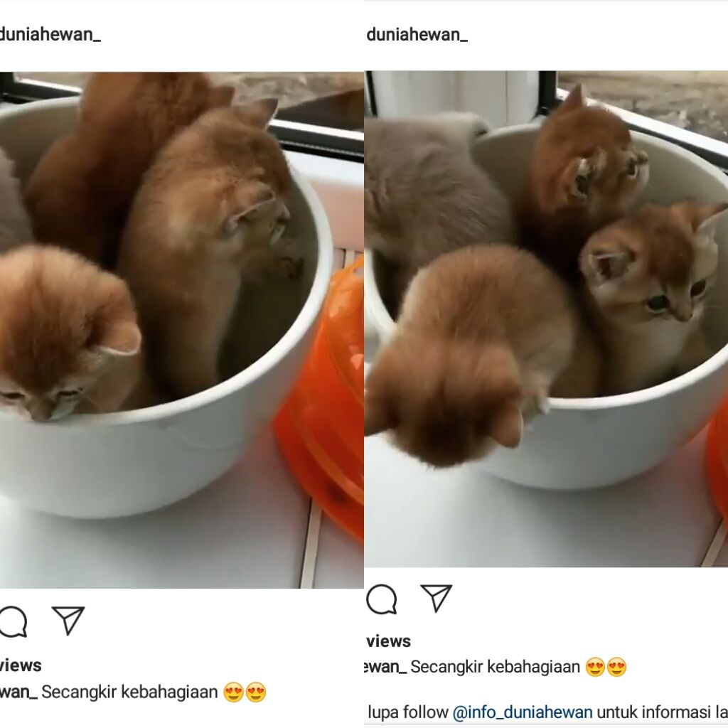 Bak Cangkir Kebahagiaan, Warganet Tanggapi Video Menggemaskan Kucing Main di Dapur