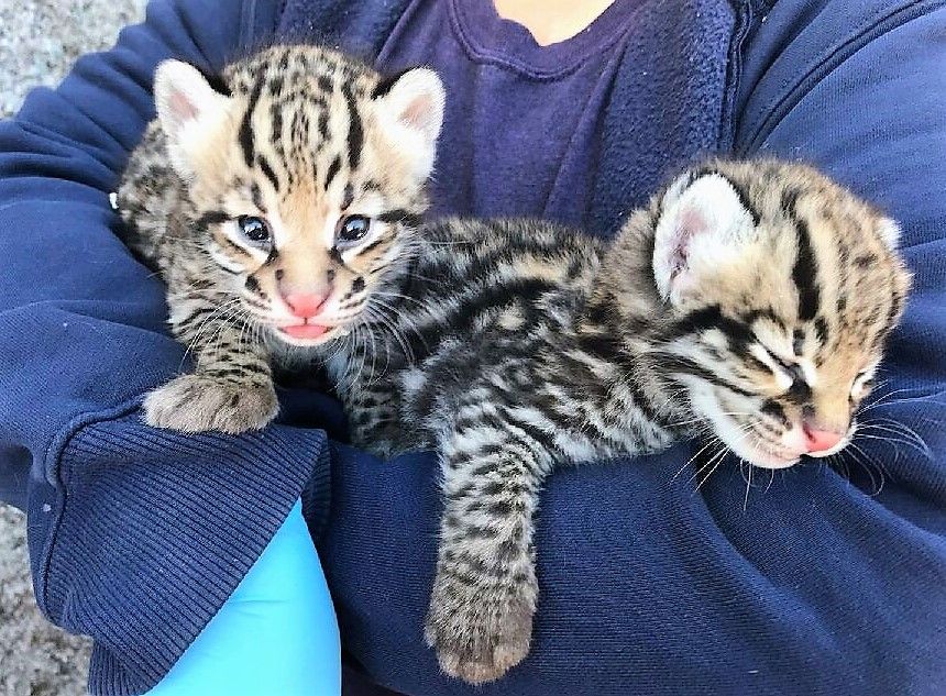 Gunakan Inseminasi Buatan, Kebun Binatang Cincinnati Sambut Kelahiran 3 Anak Kucing Ocelot yang Terancam Punah