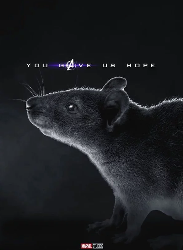 Tikus yang Menyelamatkan dunia di film 'Avengers: Endgame'