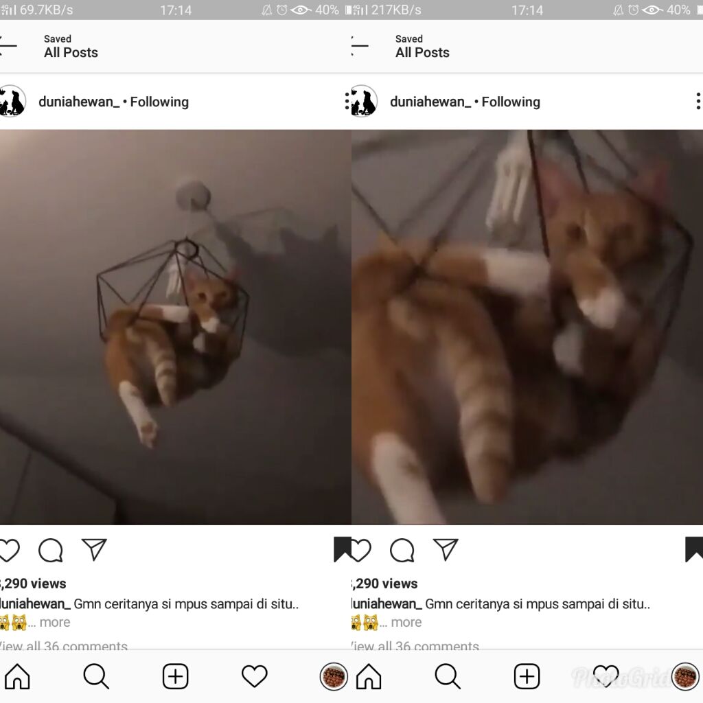 Warganet Dibuat Bingung, Bagaimana Cara Kucing Tersangkut di Lampu Sebuah Rumah, Ini Videonya!