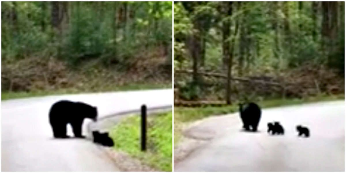 Menggemaskan, Inilah Video Induk Beruang yang Membantu Bayi-bayinya Melintasi Jalan dengan Aman