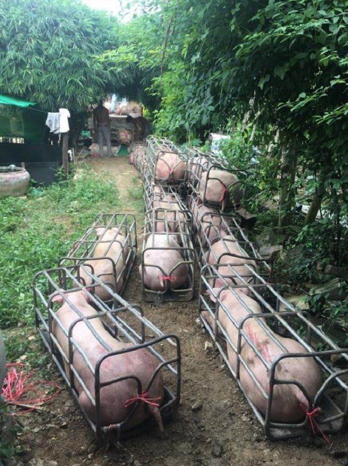 Babi-babi itu ditempatkan di kandang besi kecil
