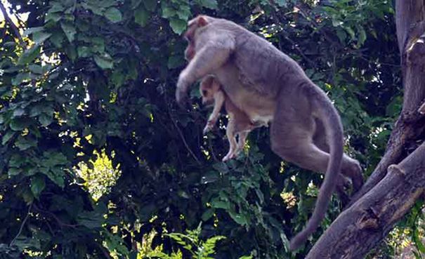 Monyet ini juga membawa anak anjing melompat dari satu pohon ke pohon lain