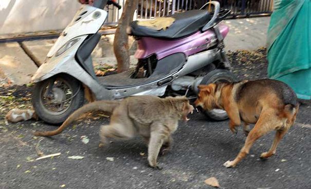 Monyet ini bahkan melindungi anak anjing dari serangan anjing liar
