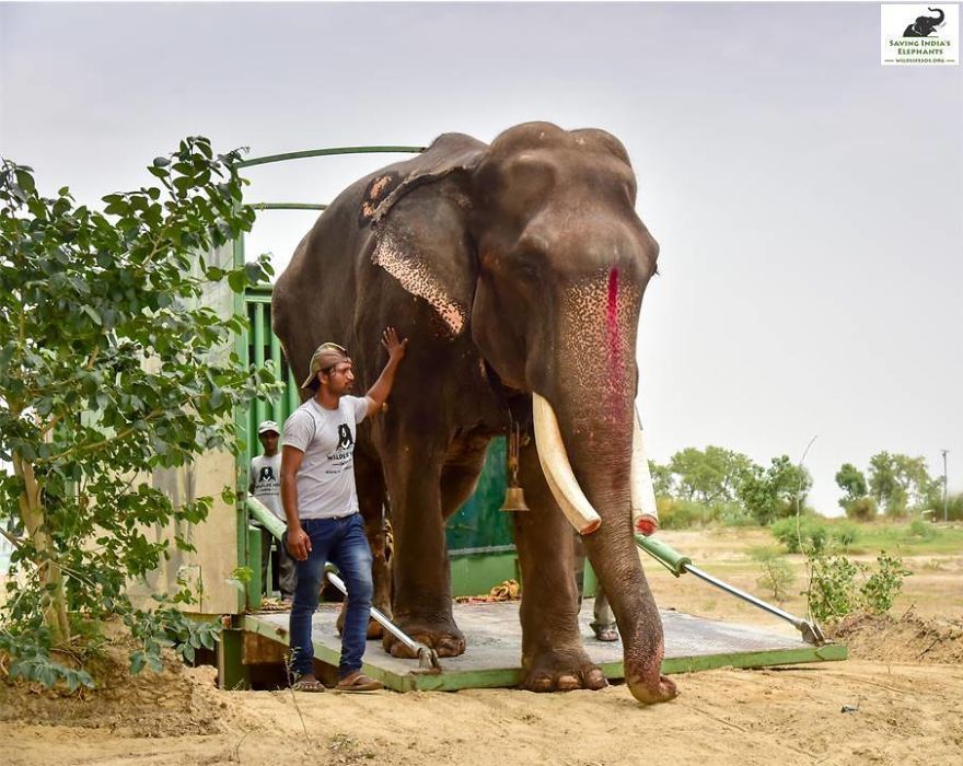 Selama Lebih dari 51 Tahun Dipercaya Jadi Gajah Kuil, Kondisi Gajah Ini Mengenaskan, Kini Ia Menghirup Udara Kebebasan!