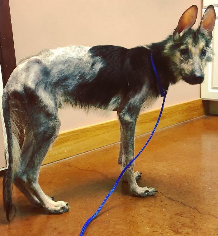 Ditemukan dalam Kondisi Mengenaskan dan Terperangkap Rangka Kawat, Anjing Liar Ini Tunjukkan Keajaiban Setelah 4 Bulan DIrawat