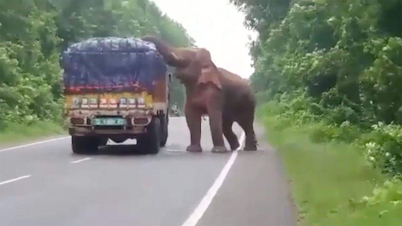 Lucu Tapi Miris, Gajah Ini Asik Makan 'Kudapan' dari Truk di Jalan