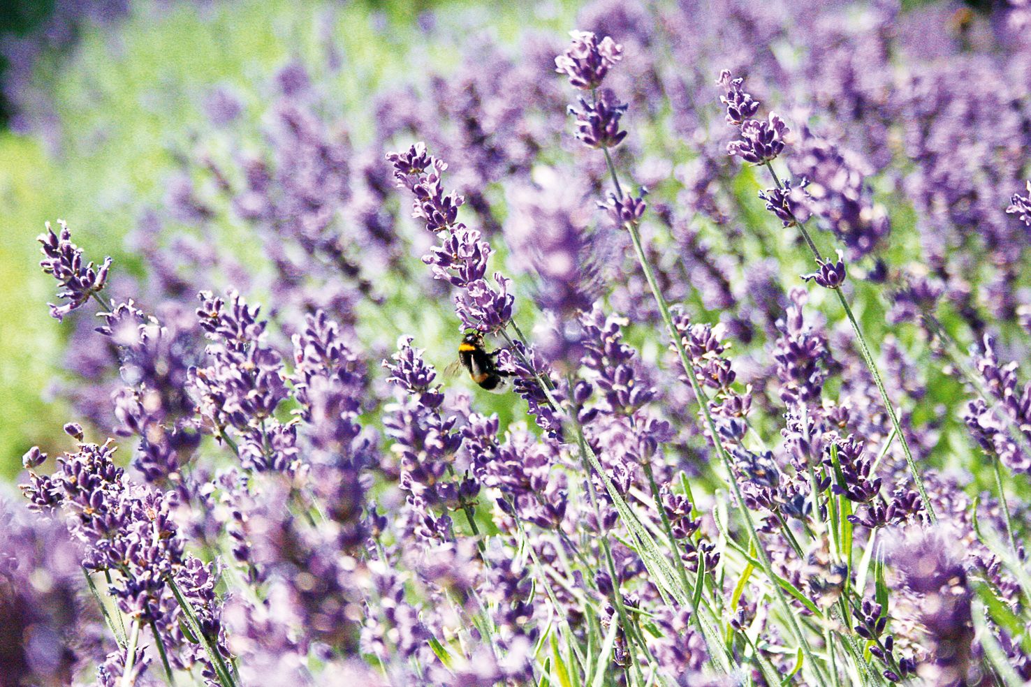 Lavender