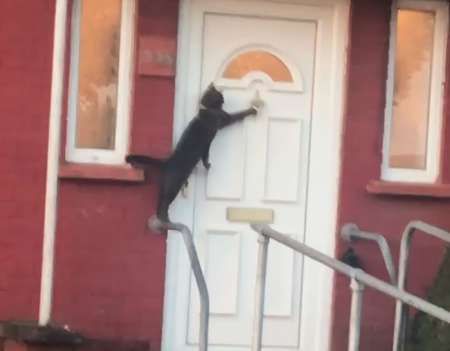Video Viral! Kucing Paling Sopan di Dunia, Ketuk Pintu Dulu Sebelum Masuk Rumah