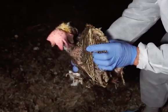 Ditemukan Dalam Kondisi Hampir Tanpa Bulu dan Tenggelam di Lubang Kotorannya Sendiri, Begini Nasib Ayam Malang Ini Setelah Diselamatkan