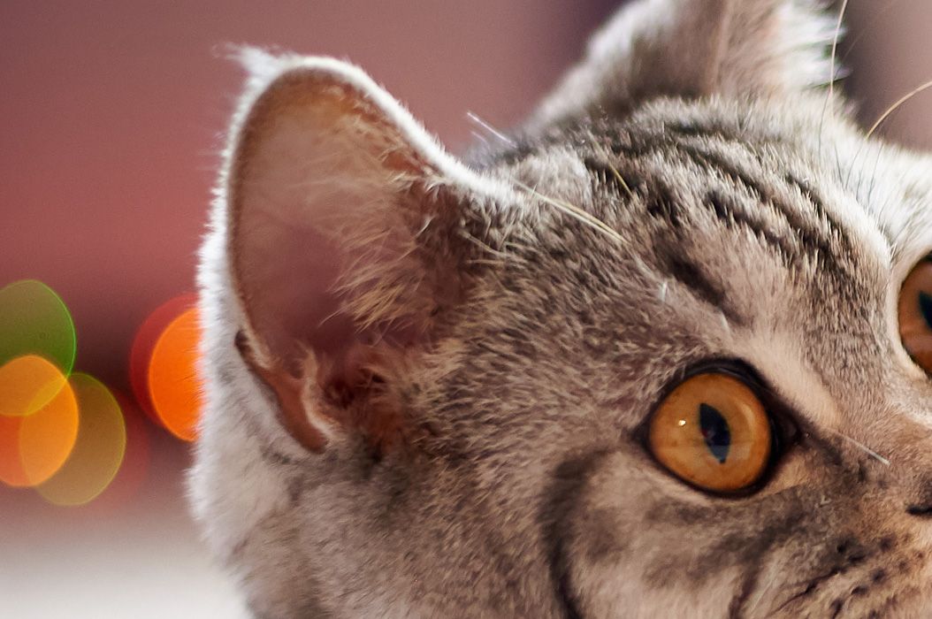 Apa Fungsi Lubang Kecil di Telinga Kucing yang Terlihat Seperti Kantung? - Semua Halaman - Bobo
