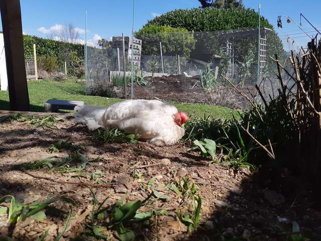 Ayam Ini Dulunya Lemah dan Nyaris Tanpa Bulu, Lihat Tampilannya yang Berbeda Sekarang!