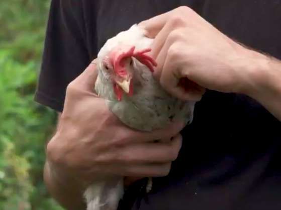 Ayam Ini Dulunya Lemah dan Nyaris Tanpa Bulu, Lihat Tampilannya yang Berbeda Sekarang!