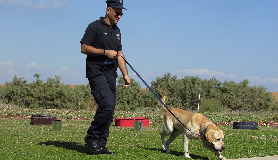 Pintar Dan Hebat Ini 5 Jenis Anjing Yang Sering Digunakan Polisi