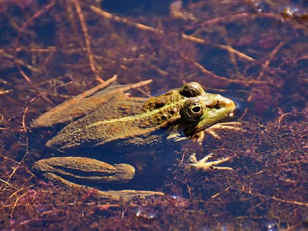 Ilustrasi Katak dalam air