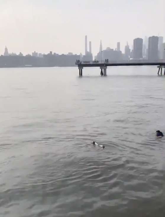 Pria Ini Rela Lompat ke Sungai untuk Selamatkan Anjing yang Tenggelam, Ini Video Aksi Mengagumkannya
