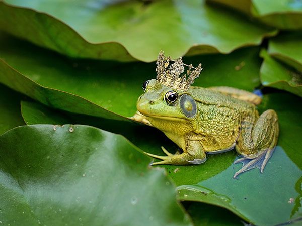 Ilustrsi katak