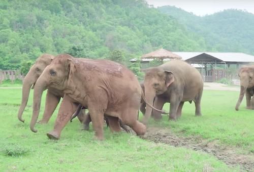 Menggemaskan! Kawanan Gajah Ini Berlari Gembira Menyambut Bayi Gajah yang Baru Diselamatkan