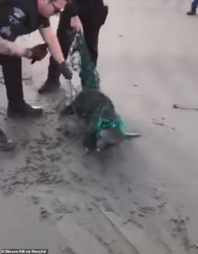 Meskipun Hampir Digigit, Petugas Polisi Ini Selamatkan Anjing Laut yang Terperangkap Jaring