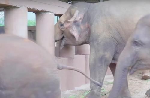 Menggemaskan! Kawanan Gajah Ini Berlari Gembira Menyambut Bayi Gajah yang Baru Diselamatkan