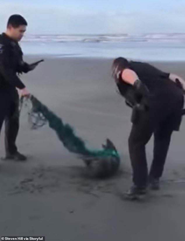 Meskipun Hampir Digigit, Petugas Polisi Ini Selamatkan Anjing Laut yang Terperangkap Jaring