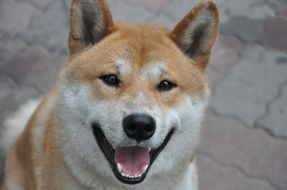 Jadi Anjing Favorit Di Jepang Ini Fakta Shiba Inu Yang