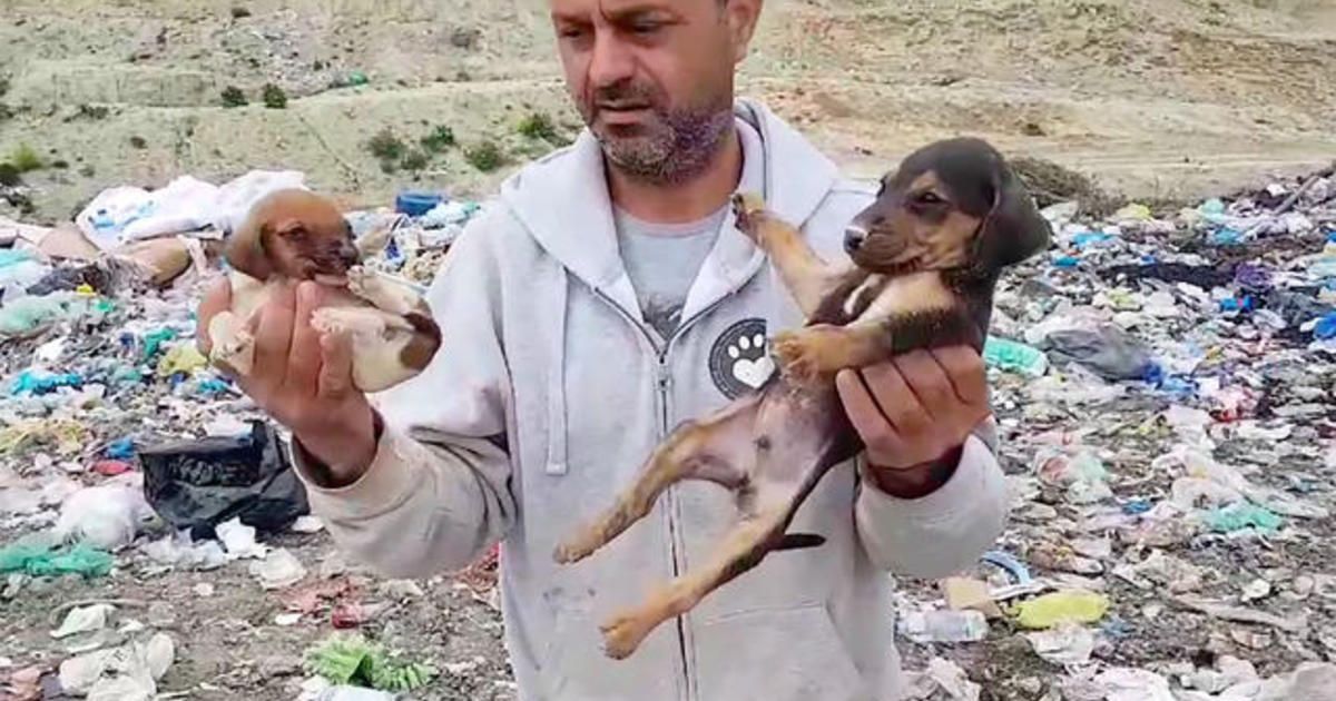 Tak Tega Lihat Banyak Anjing Terlantar, Dokter Gigi Ini Rela Tinggalkan Kariernya Demi Fokus Selamatkan Anjing, Ini Video Kisahnya!