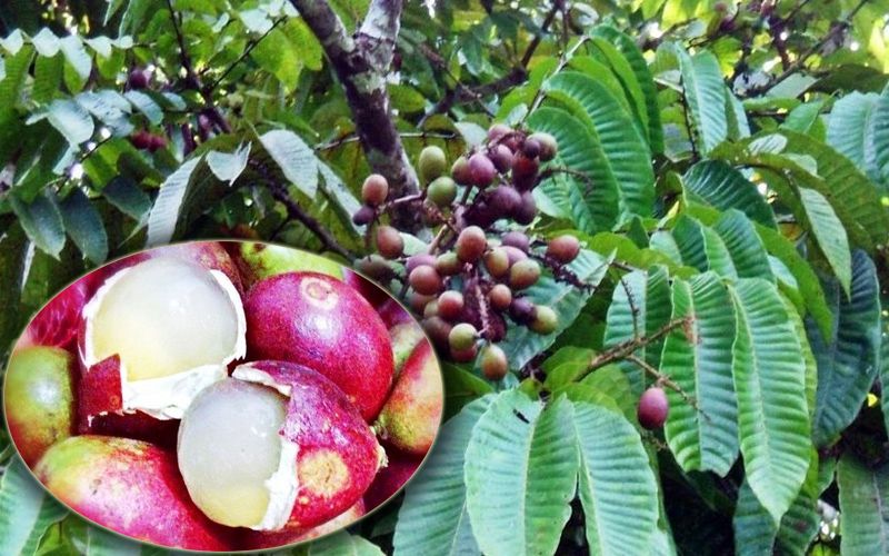 Berikut Kandungan Nutrisi Buah Matoa yang Baik untuk Kesehatan, Banyak