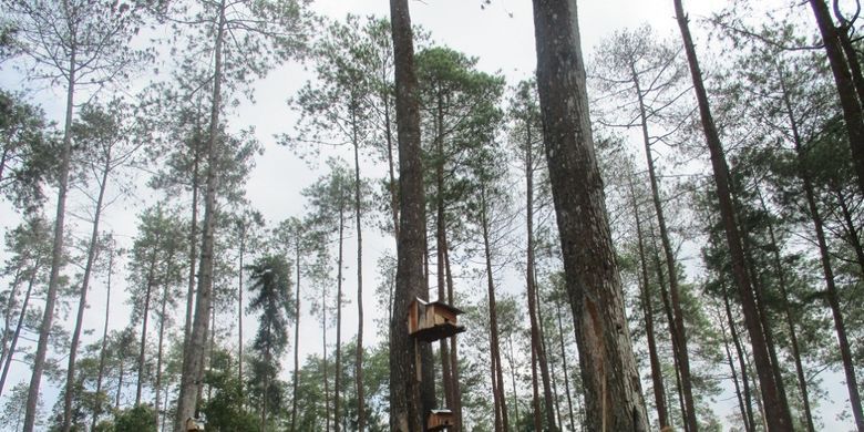 Hutan Pinus Seper Wonogiri