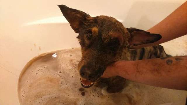 Video Kisah Anjing yang Terjebak dalam Genangan Tar, Terus Mengonggong Sampai Ada yang Menyelamatkannya